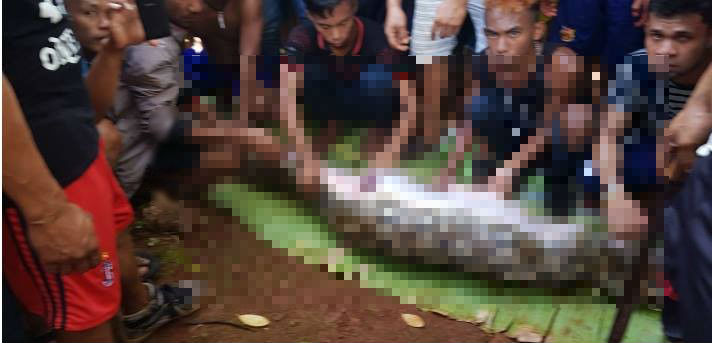 Pobladores de Indonesia decidieron abrir a la serpiente para recuperar el cuerpo de la mujer. (Foto Prensa Libre: Bima Mawardy/Facebook)
