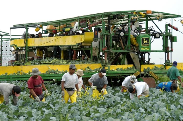 Cientos de guatemaltecos trabajan en el sector agrÃ­cola de CanadÃ¡, paÃ­s que ha captado recurso humano. MÃ©xico intenta implementar un plan similar. (Foto Prensa Libre: Hemeroteca PL) 