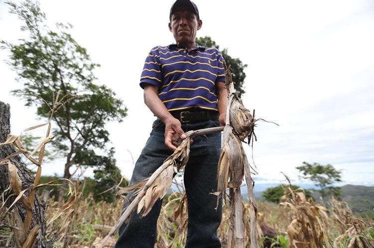 Un campesino de San Pedro Pinula muestra sus pobres cosechas de maíz. (Foto Prensa Libre: Hemeroteca PL)