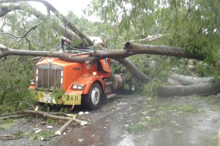Un árbol cayó sobre un tráiler en la carretera de Retalhuleu a Champerico. (Foto Prensa Libre: Rolando Miranda)