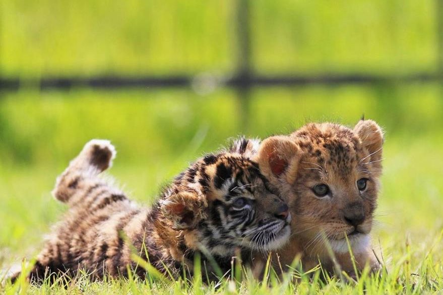 Un tigre y un león se convirten en amigos inseparables