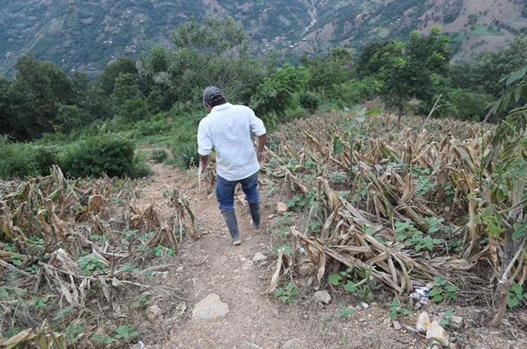Sembradío en Jocotán, Chiquimula. (Foto Prensa Libre: Hemeroteca PL)