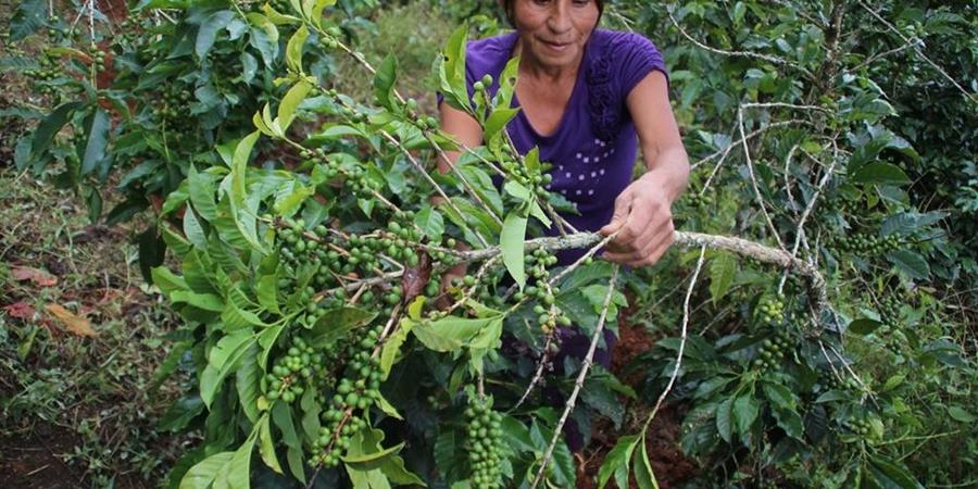 Resultado de imagen para cultivos en selva de jalapa