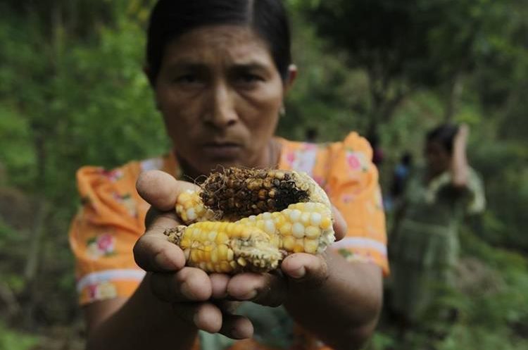 Una mujer muestra unas mazorcas que no crecieron a consecuencia de la sequía. (Foto Prensa Libre: Hemeroteca PL)