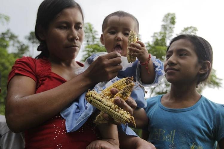 La desnutrición aguda podría agravarse el próximo año por las pérdidas ocurridas a causa de la prolongada sequía, temen organizaciones. (Foto Prensa Libre: Hemeroteca PL)