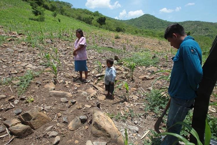   The lack of rain damaged maize and bean crops in 430 communities. (Foto Prensa Libre: Hemeroteca PL) 