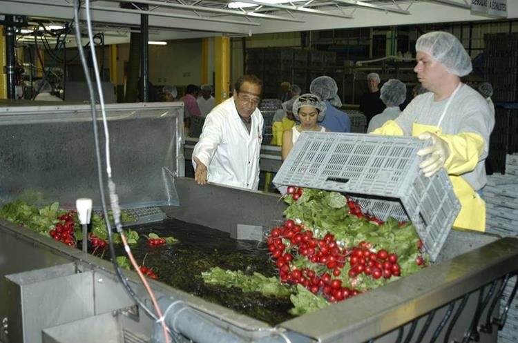 Trabajadores Guatemaltecos participan en el Programa Trabajadores Temporales en Canada. (Foto Prensa Libre)