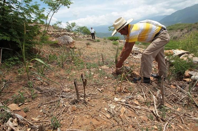   Armando Rodríguez, farmer Cerro de Alforas, located in San Agustín Acasaguastlán, El Progreso Guastatoya, is one of the affected places where the sowing of milpa was a total loss. (Foto Prensa Libre: Archives) 