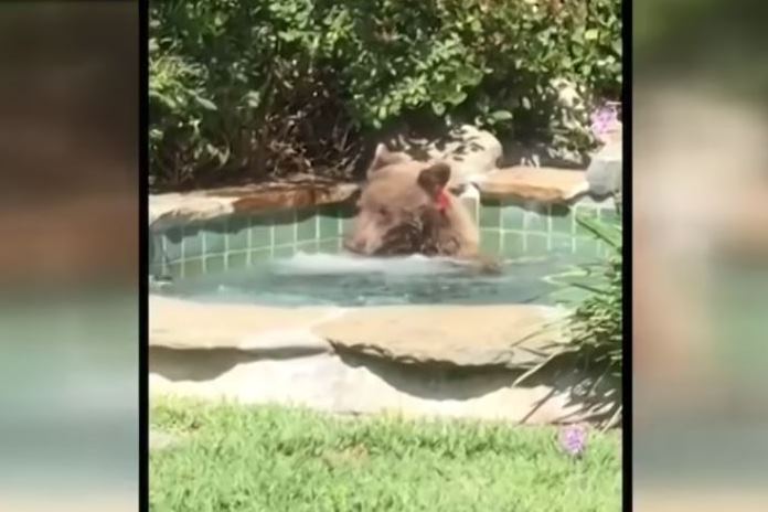 Encuentra a oso dentro de su jacuzzi ¡tomando margaritas!